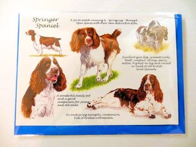 Springer Spaniel Blank Greeting Card. Free P&P 75 BL SP/SPAN